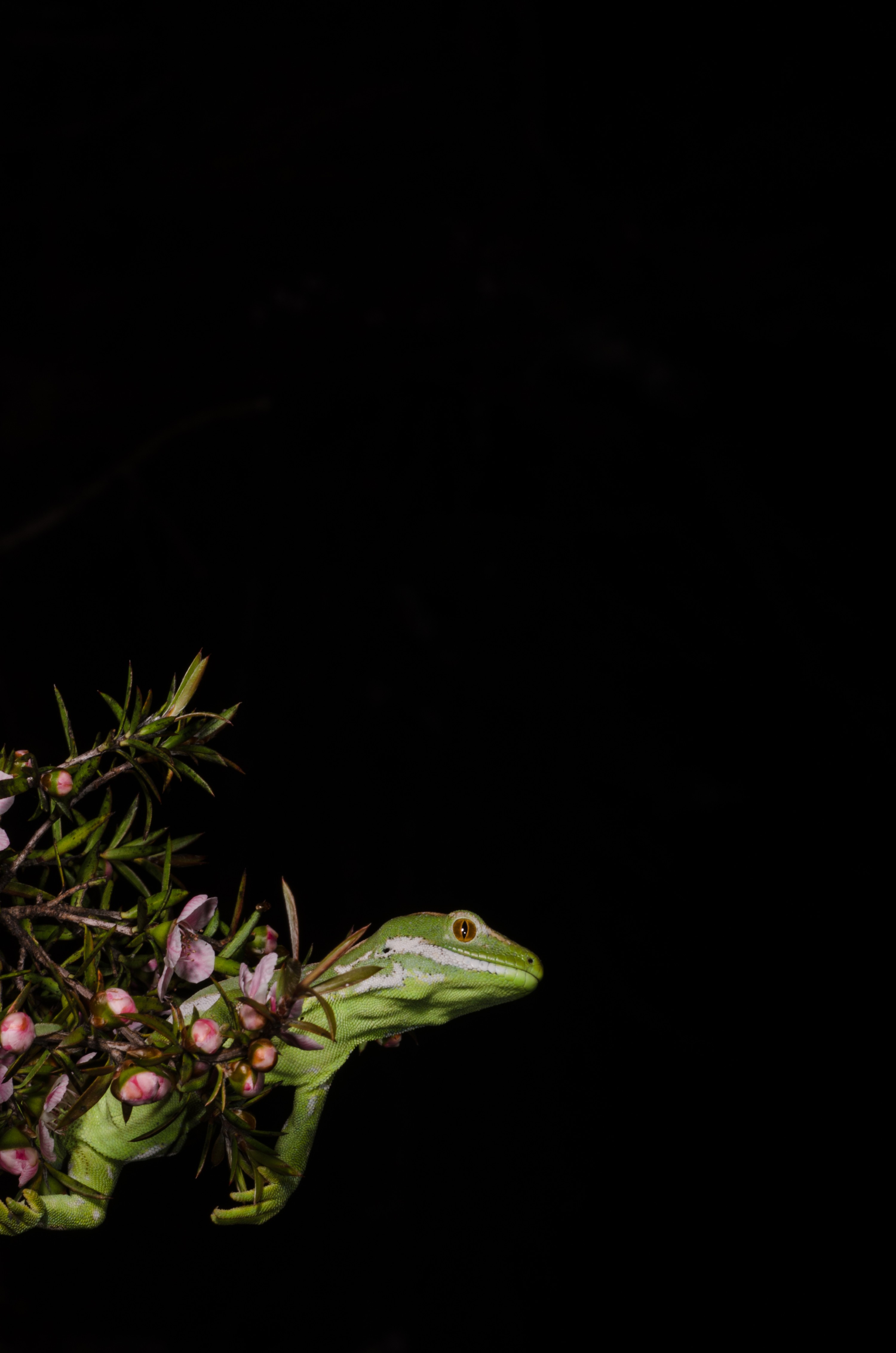 DSC_2394 – Northland, green, gecko, Naultinus, grayii, lizard, far north, north, far, Crispin, reptiles, amphibians, rare, cold, blood, new, new zealand, zealand, nz